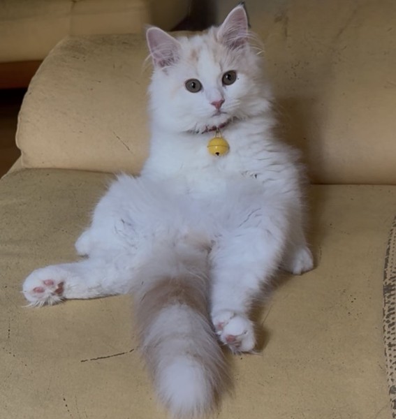 猫 サイベリアン ソルベの写真