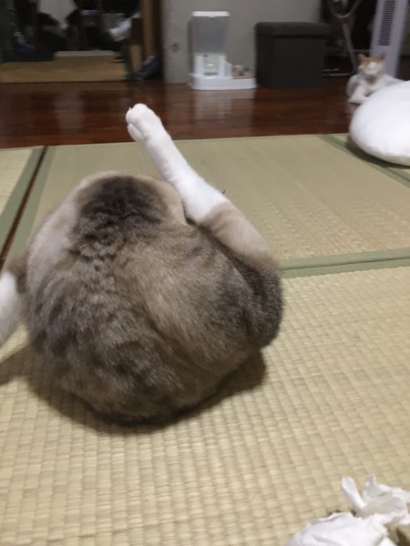 猫 雑種（ミックス） こうめちゃんの写真