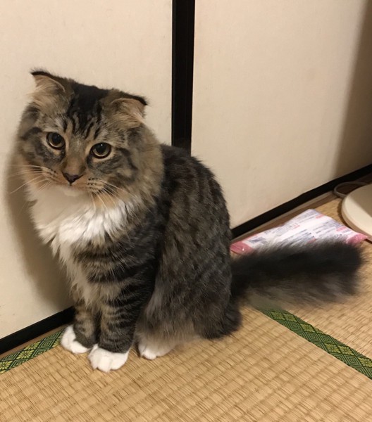 猫 スコティッシュフォールド バックスの写真