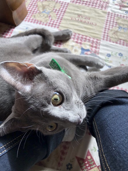 猫 ロシアンブルー ひじきの写真