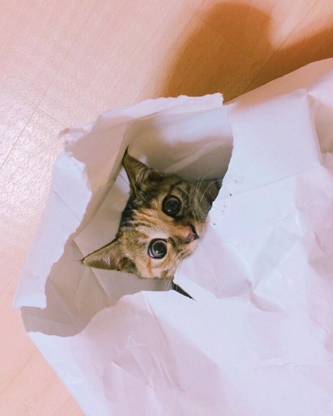 猫 雑種（ミックス） まりちゃんの写真