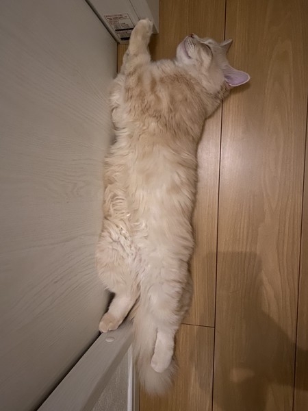 猫 セルカークレックス ノアの写真