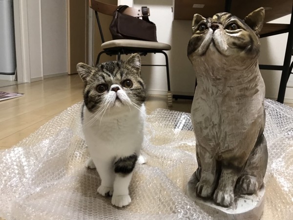 猫 エキゾチックショートヘア ねこまるの写真