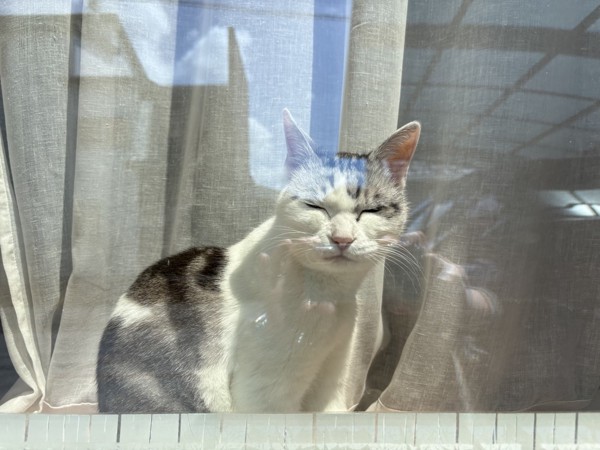 猫 サバシロ もーしゃんの写真