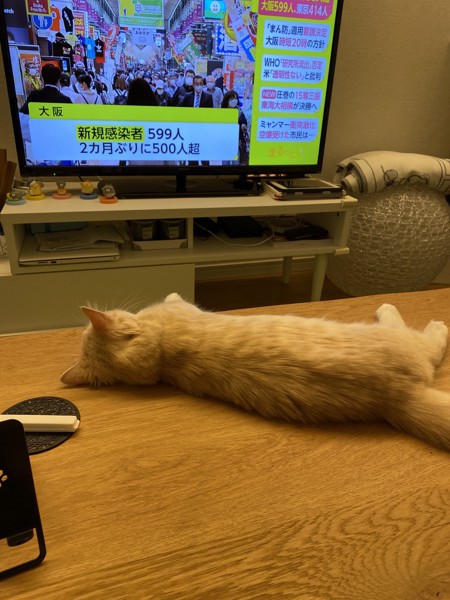 猫 セルカークレックス ノアの写真