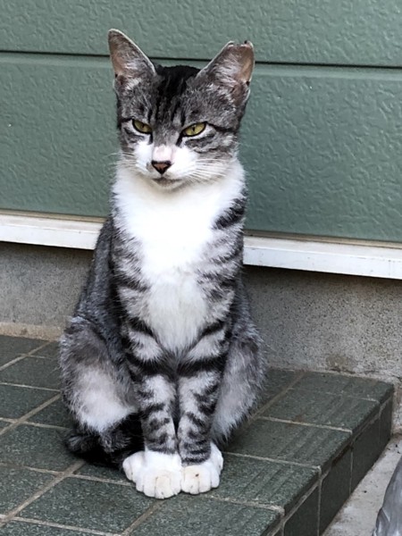 猫 雑種(ミックス) クーちゃんの写真