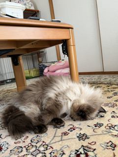 猫 ヒマラヤン ミリーの写真
