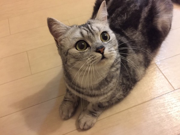 猫 mix ネコッヴィの写真