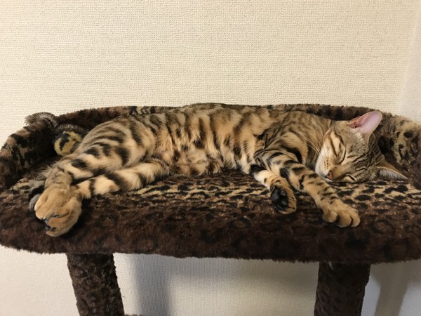 猫 ベンガル パリスちゃんの写真