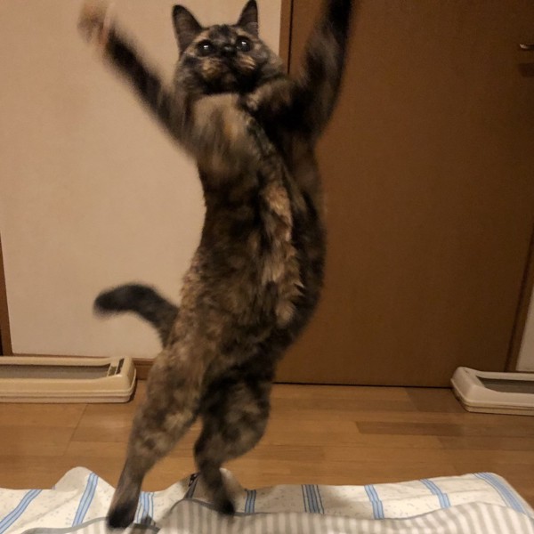 猫 サビ猫 ポンちゃんの写真