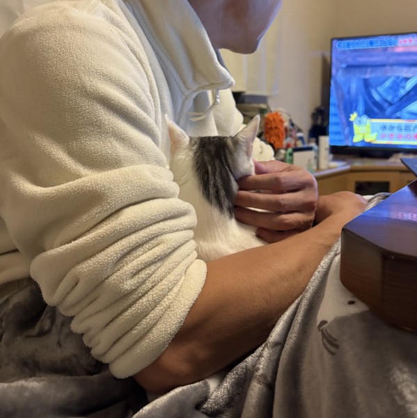 猫 サバシロ もーしゃんの写真