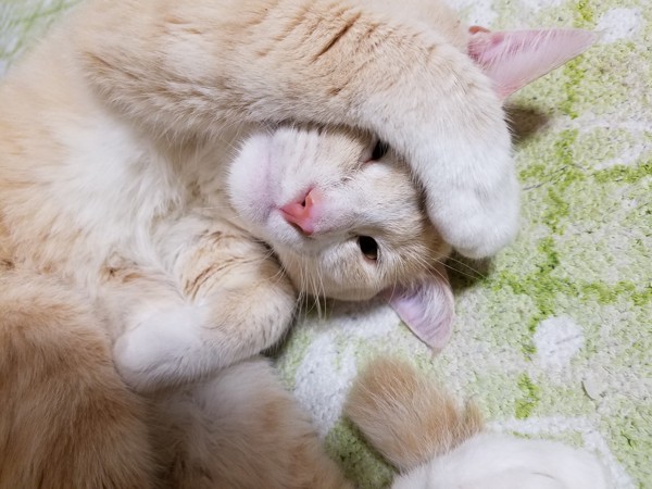 猫 雑種（ミックス） みぃちゃんの写真