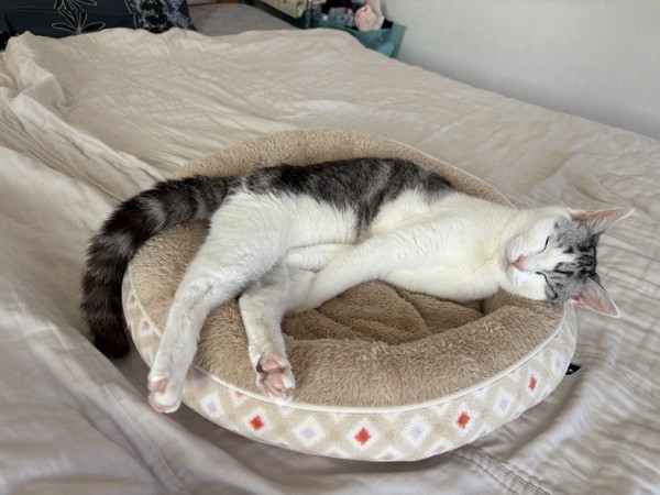 猫 サバシロ もーしゃんの写真