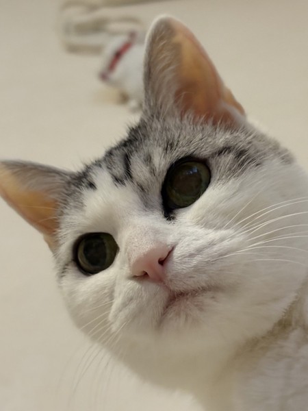 猫 サバシロ もーしゃんの写真