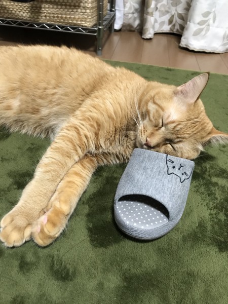 猫 茶トラ おこめの写真