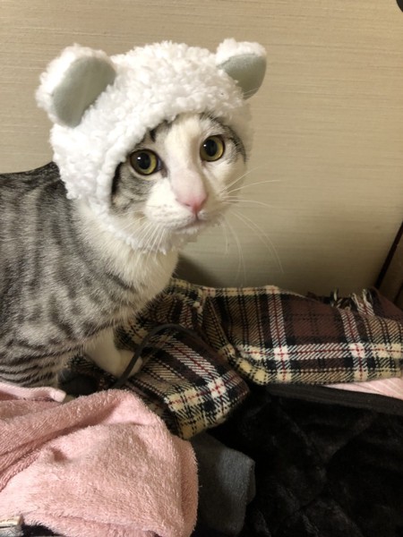 猫 雑種（ミックス） ヒナの写真