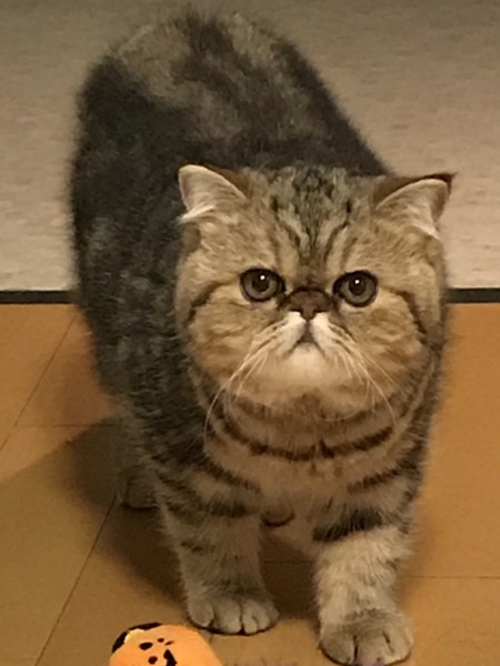 猫 エキゾチックショートヘア るなの写真