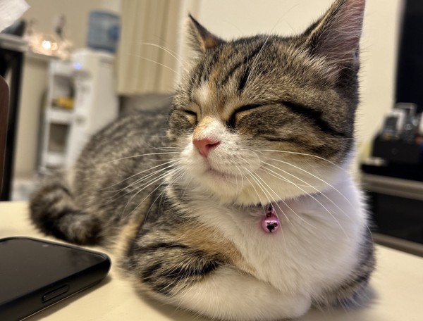 猫 マンチカン ココロの写真