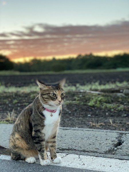 猫 雑種 たまの写真