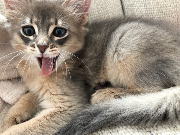 猫 ソマリ こたろうの写真