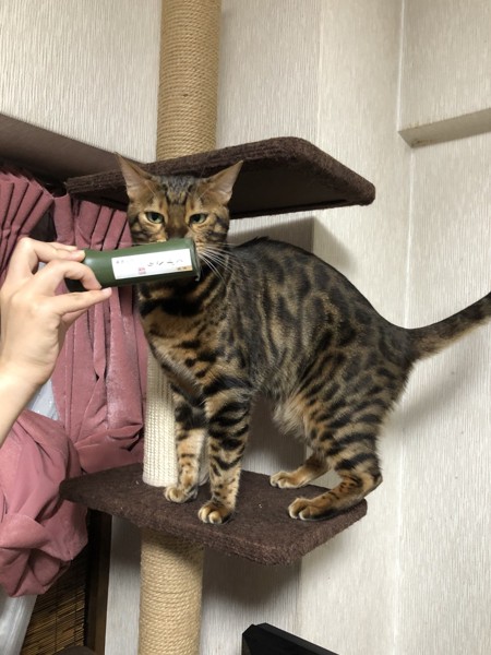 猫 ベンガル Ottoの写真