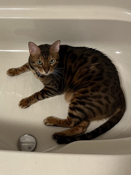 猫 ベンガル Ottoの写真