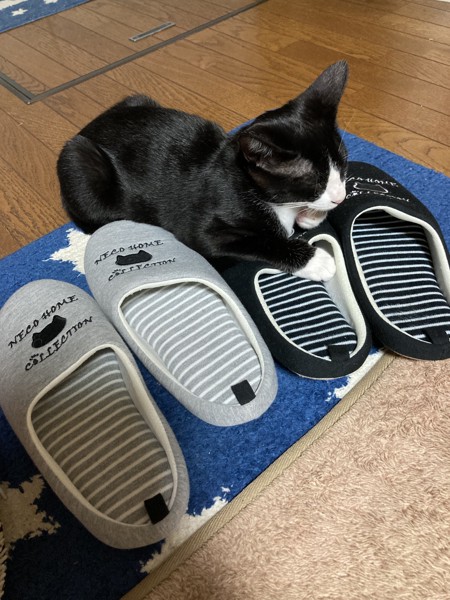 猫 雑種（ミックス） ハッチの写真