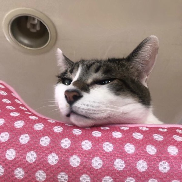 猫 雑種（ミックス） ラブの写真