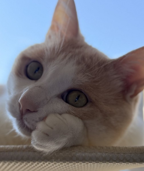 猫 雑種（ミックス） ムギの写真