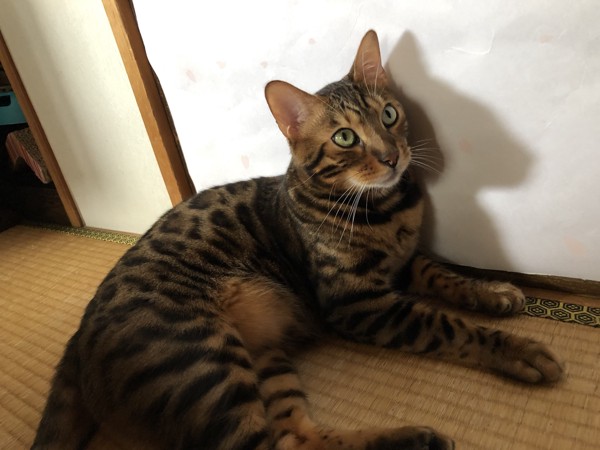 猫 ベンガル Otto の写真