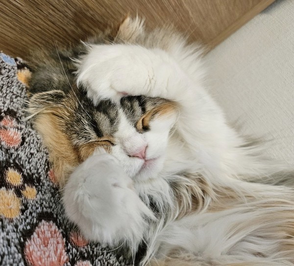 猫 スコティッシュフォールド なごみの写真