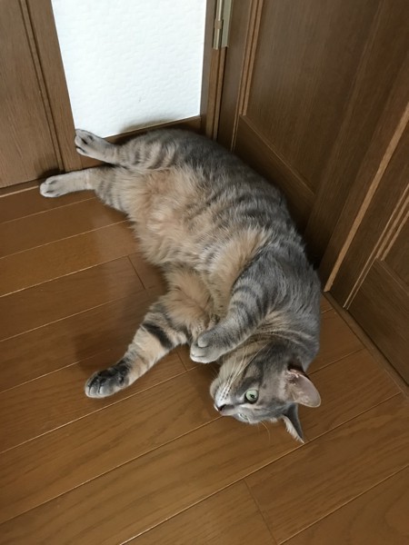 猫 キジトラ ガロの写真