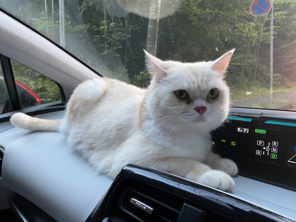 猫 マンチカン 福ちゃんの写真