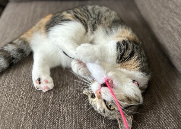 猫 マンチカン ココロの写真