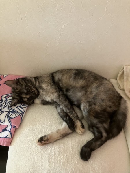 猫 サビ猫 うみの写真