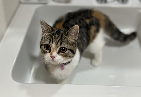 猫 マンチカン ココロの写真