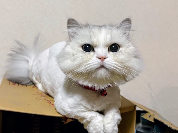 猫 ミヌエット むぎの写真