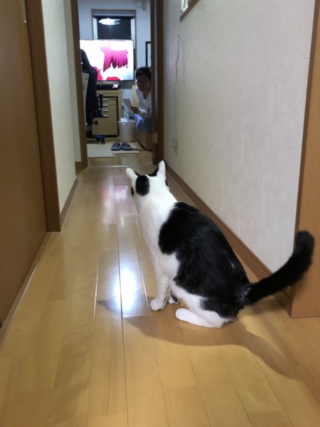 猫 雑種（ミックス） クッキーの写真