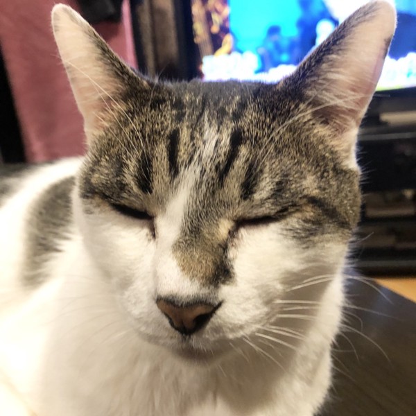 猫 雑種（ミックス） ラブの写真