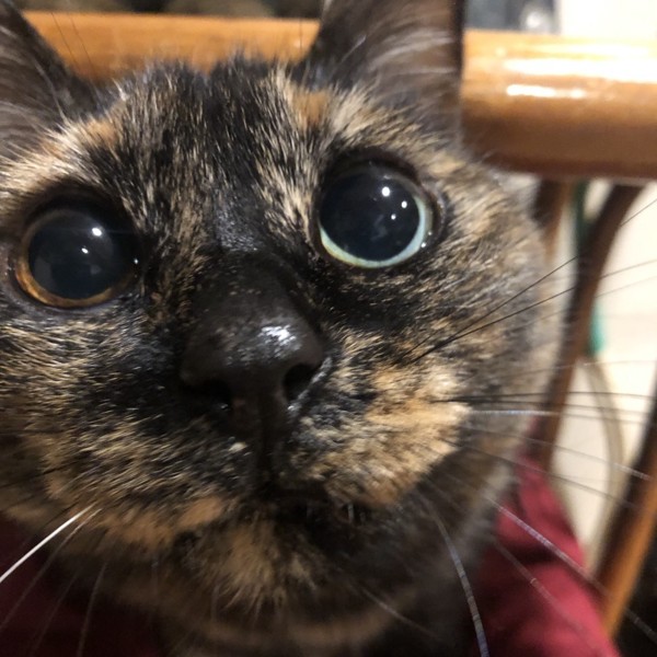 猫 サビ猫 ポンちゃんの写真