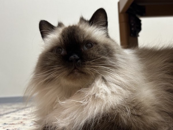 猫 ヒマラヤン モリーの写真