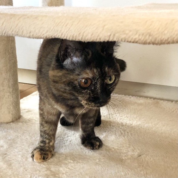 猫 サビ猫 ポンちゃんの写真