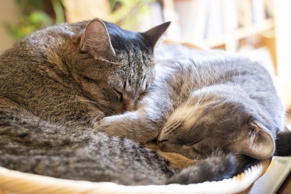 猫 雑種（ミックス） なつ＆ゆずの写真