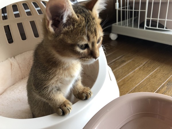 猫 マンチカン テトの写真