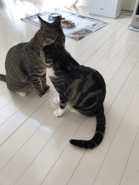 猫 雑種（ミックス） まめたん、おこたんの写真