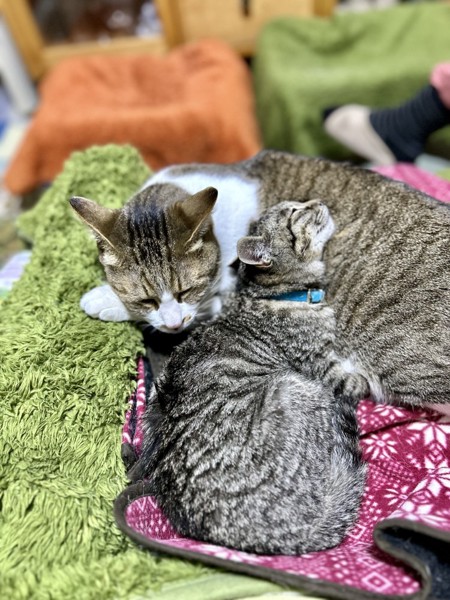 猫 雑種（ミックス） くるみ&こうたろうの写真