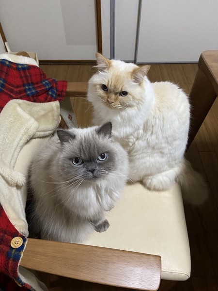 猫 ヒマラヤン ロッキー&レニーの写真