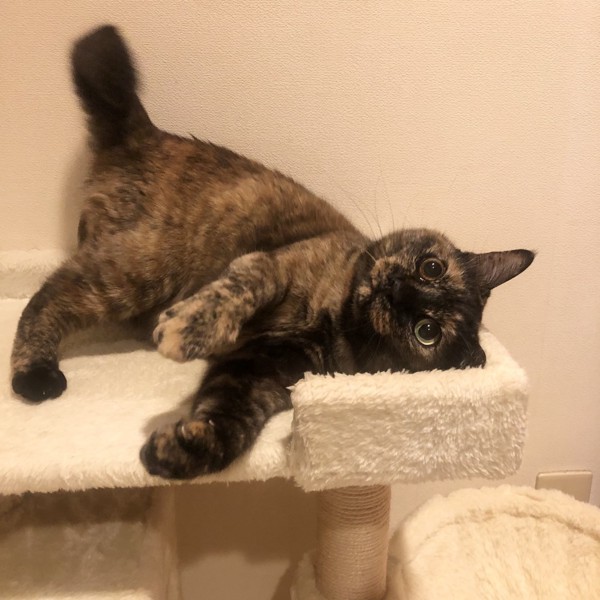 猫 サビ猫 ポンちゃんの写真