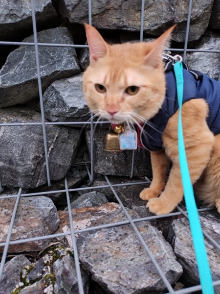 猫 茶トラ りんの写真