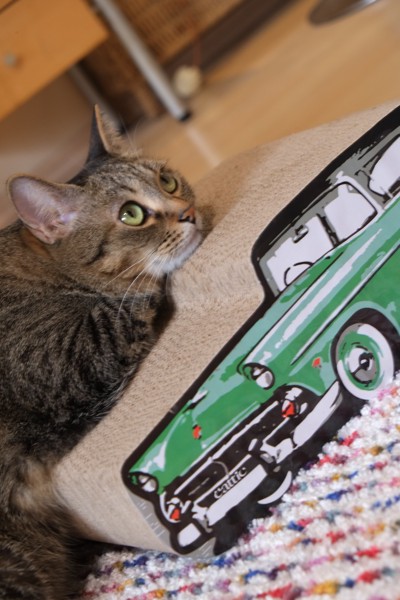 猫 キジトラ ゆずの写真